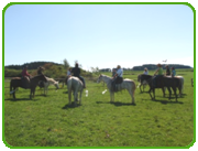 Natural Horsemanship Kurs